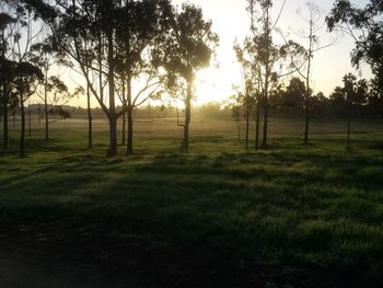 Scenic view of grassy field at sunset