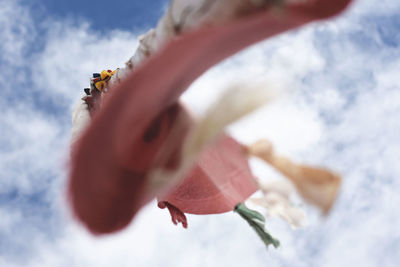 Low angle view of flowers against sky