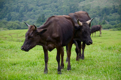 Cows on field