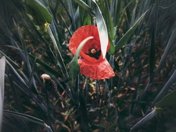 Close-up of red rose flower on field