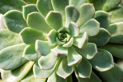 succulent plant