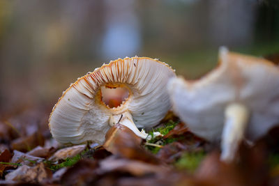 Close-up of mushroom growing on field