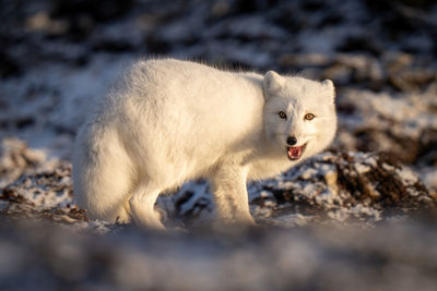 Arctic fox stands on tundra opening mouth
