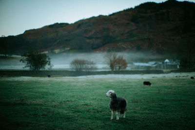 Herdwick sheep alone in a misty field with hills in background