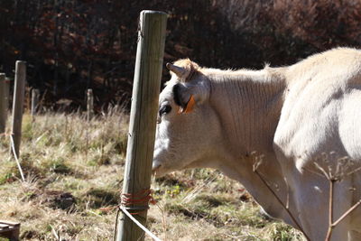 Close-up of horse on field