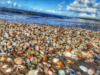 View of shells on beach