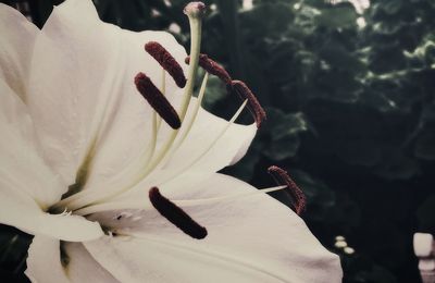 Close-up of flower against blurred background