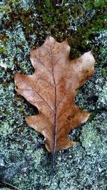 High angle view of fallen maple leaf