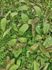 Close-up of wet plant