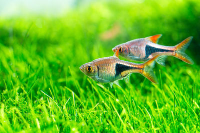 Close-up of fish on grassy field