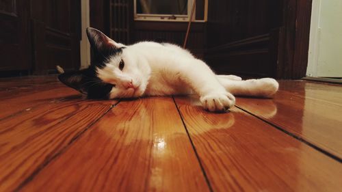 Close-up of cat on hardwood floor