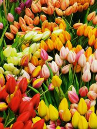 Full frame shot of pink flowers