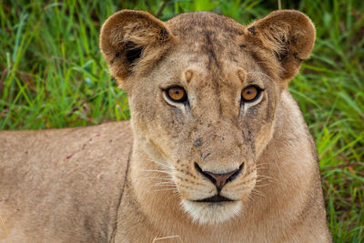 Portrait of lioness