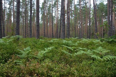Pine trees in forest