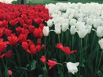 Red tulips blooming in field