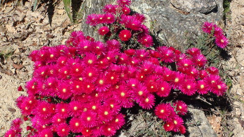 High angle view of red flowers blooming on field