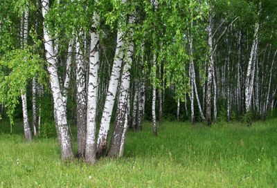 Trees in forest