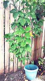 Plants and ivy on door