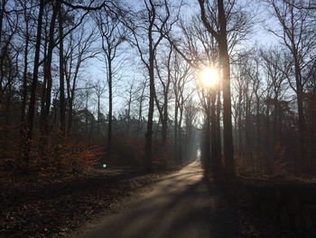 Sun shining through trees in forest