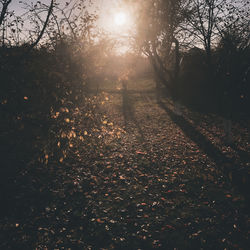 Scenic view of forest against sky during autumn