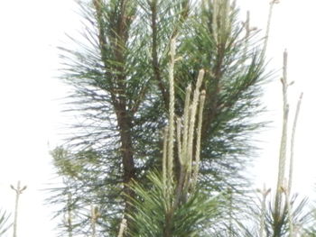 Low angle view of trees