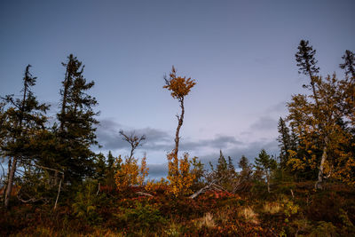 Trees growing on field against sky