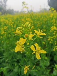 Close-up of yellow flowering plant on field