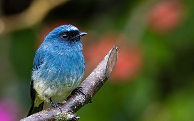 Close-up of bird perching on branch