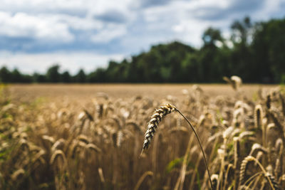 High angle view of wheat field against sky