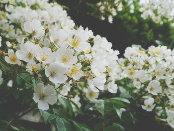 White flowers blooming on branches at park