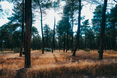 Trees on field in forest against sky