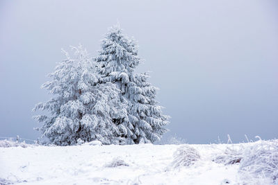 Pine tree of snow covered landscape in forest against cloudy sky