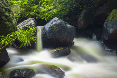 Stream flowing at forest