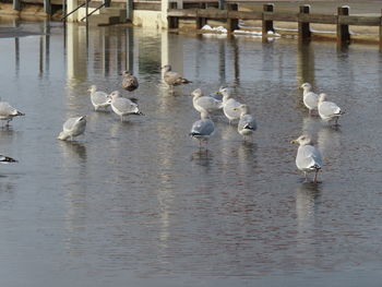 Swans swimming in lake