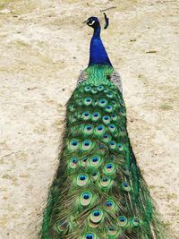 High angle view of peacock perching on footpath