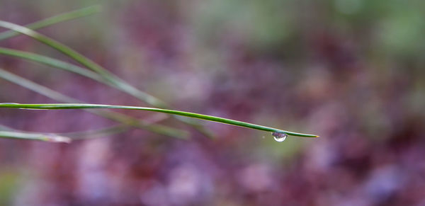 Close-up view of water droplet on grass plant