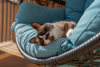 Close-up of cat sleeping