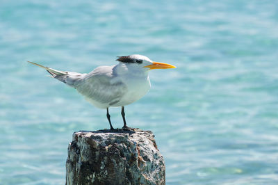 Close-up of seagull perching on wooden post