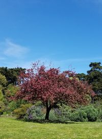 Fresh flowers on field against sky