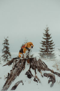 View of an animal beagle dog on snow covered land