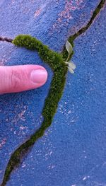 Close-up of hand holding leaf