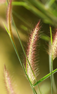 Close-up of spiked plant on field