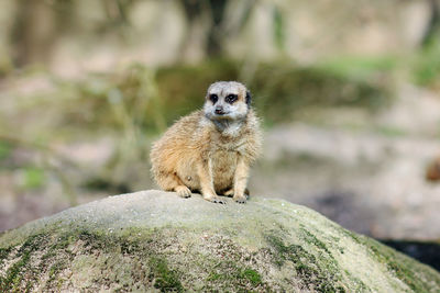 Portrait of squirrel on rock