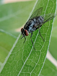 Close-up of fly on leaf