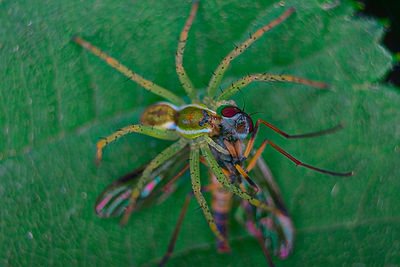 Close-up of insect on leaf