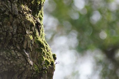 Close-up of moss on tree trunk