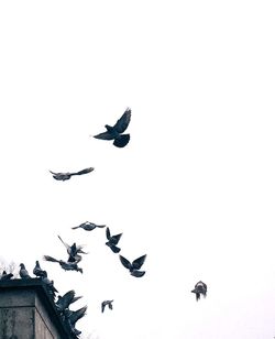 Low angle view of birds flying in sky