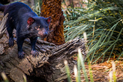 Close-up of a squirrel on tree trunk