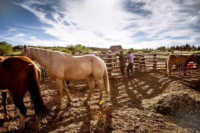 Horse on field against cloudy sky