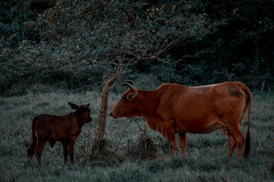 Cow standing in a field